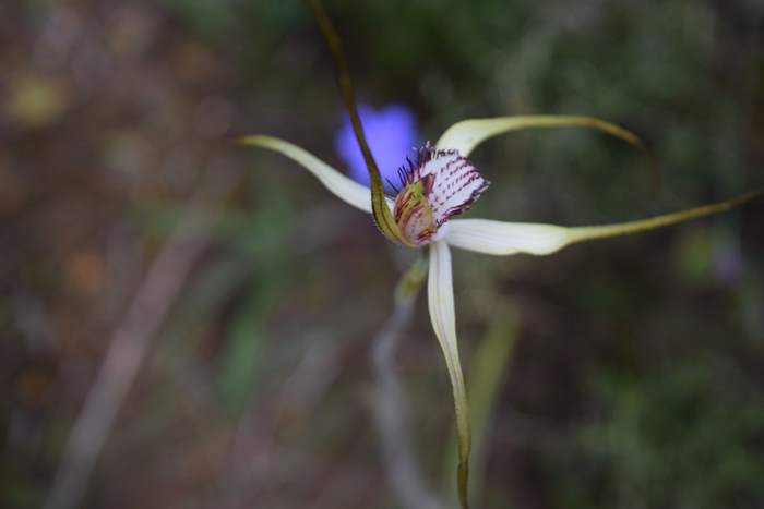 Caladenia - Orchid-spider-0011.JPG